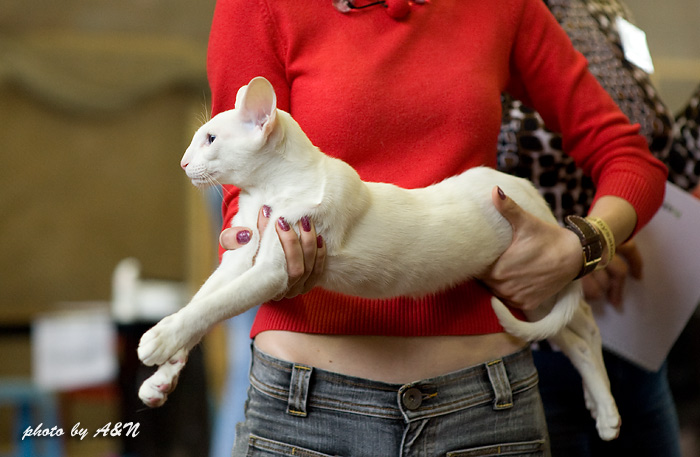 Гендальф на экспертизе