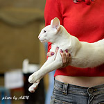 Orientville's Gandalf (ORI w 63)