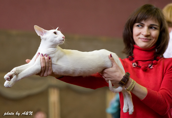 Гендальф на экспертизе