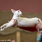 Гендальф на экспертизе