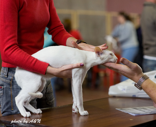 Гендальф на экспертизе
