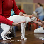 Гендальф на экспертизе