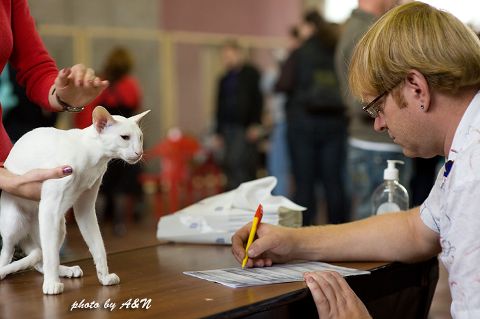 Гендальф на экспертизе