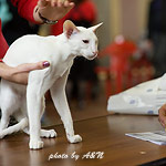 Гендальф на экспертизе