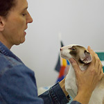 Zodiac Capri Happy Jungle*RU