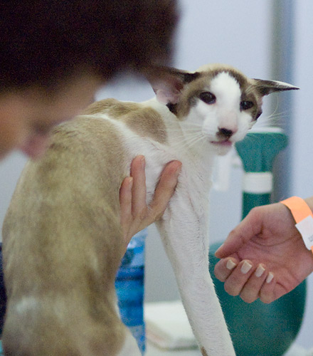 Zodiac Capri Happy Jungle*RU