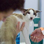 Zodiac Capri Happy Jungle*RU