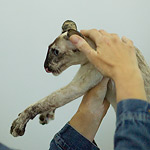 tortie-point Siamese