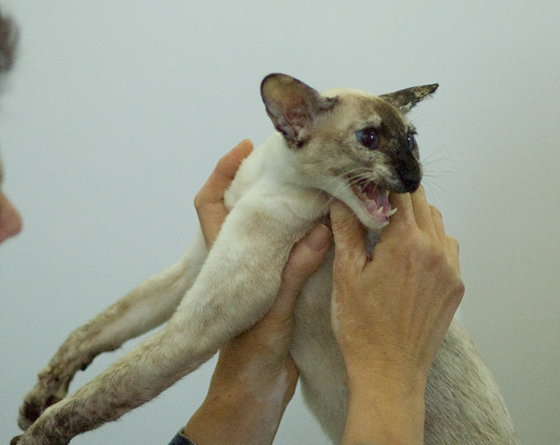 tortie-point Siamese