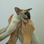 tortie-point Siamese