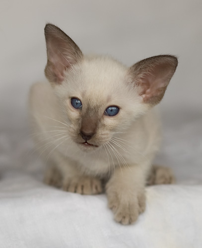 Сиамский котенок, мальчик, шоколад-пойнт