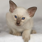 Сиамский котенок, мальчик, шоколад-пойнт