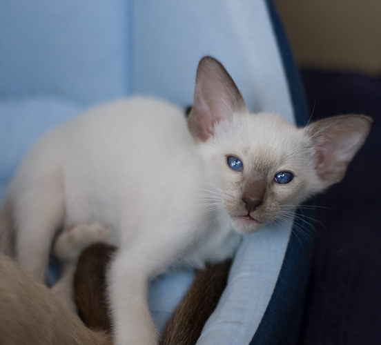 Сиамский котенок, мальчик, шоколад-пойнт