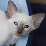 Сиамский котенок, мальчик, шоколад-пойнт