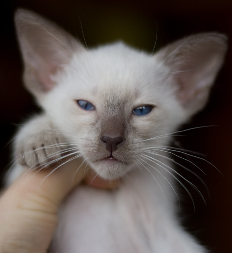 Сиамский котенок, мальчик, шоколад-пойнт