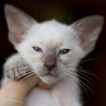 Сиамский котенок, мальчик, шоколад-пойнт