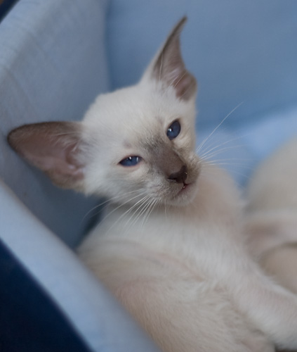 Сиамский котенок, мальчик, шоколад-пойнт