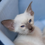 Сиамский котенок, мальчик, шоколад-пойнт