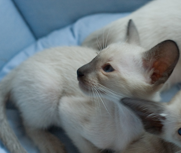 Сиамский котенок, мальчик, сил-пойнт