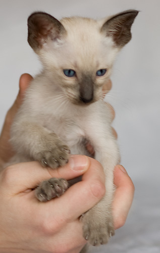 Сиамский котенок, мальчик, сил-пойнт