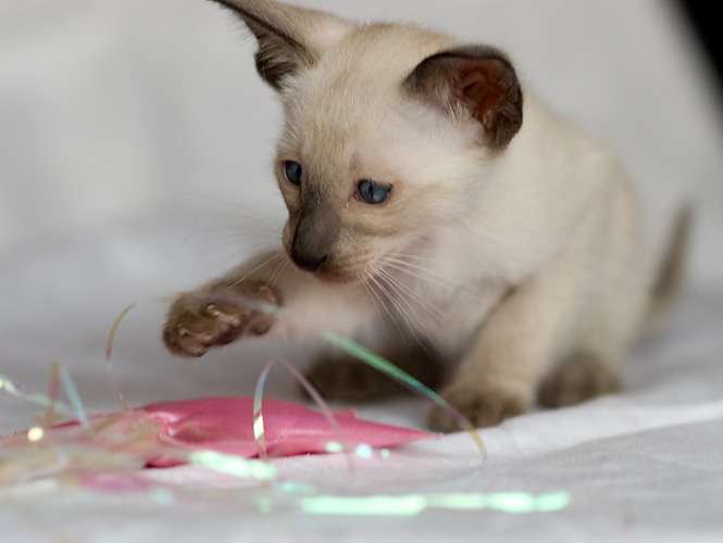 Сиамский котенок, мальчик, сил-пойнт