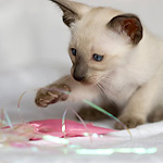 Сиамский котенок, мальчик, сил-пойнт