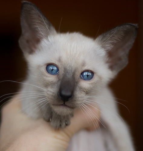 Сиамский котенок, мальчик, сил-пойнт