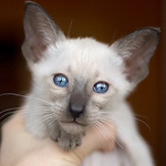 Сиамский котенок, мальчик, сил-пойнт
