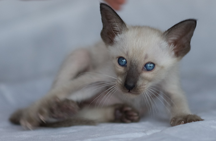 Сиамский котенок, мальчик, сил-пойнт