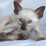 Сиамский котенок, мальчик, сил-пойнт