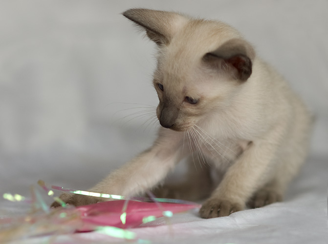 Сиамский котенок, мальчик, сил-пойнт
