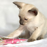 Сиамский котенок, мальчик, сил-пойнт