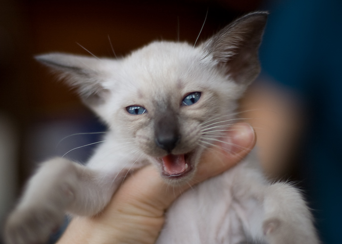 Сиамский котенок, мальчик, сил-пойнт