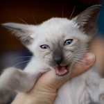 Сиамский котенок, мальчик, сил-пойнт