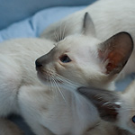 Сиамский котенок, мальчик, сил-пойнт