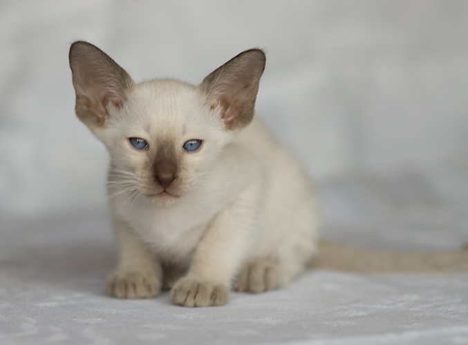 Сиамский котенок, девочка, шоколад-пойнт