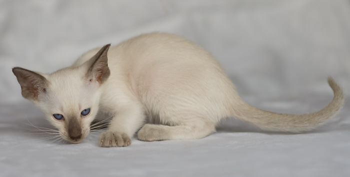 Сиамский котенок, девочка, шоколад-пойнт