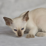 Сиамский котенок, девочка, шоколад-пойнт