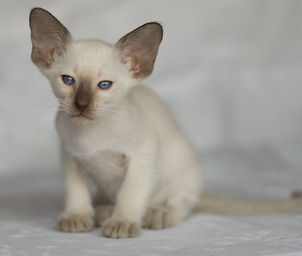 Сиамский котенок, девочка, шоколад-пойнт