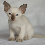 Сиамский котенок, девочка, шоколад-пойнт