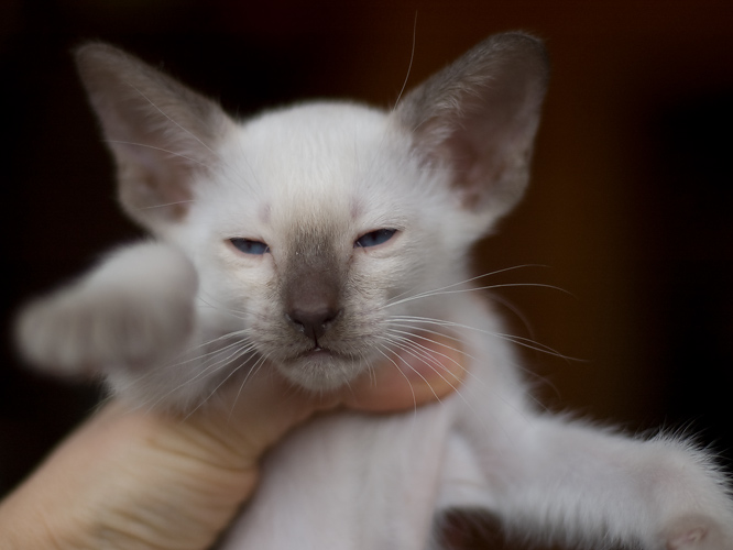 Сиамский котенок, девочка, шоколад-пойнт