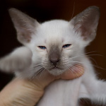 Сиамский котенок, девочка, шоколад-пойнт