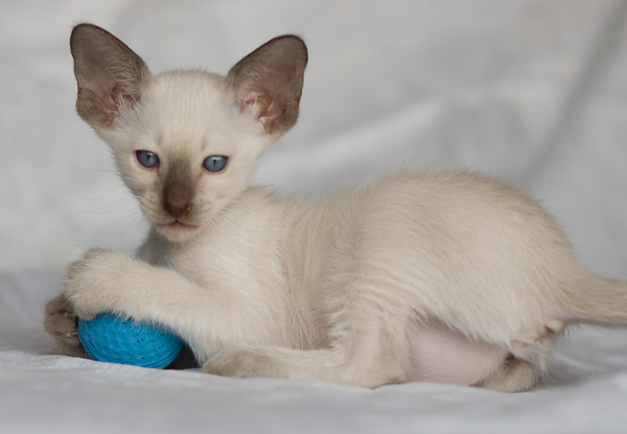 Сиамский котенок, девочка, шоколад-пойнт