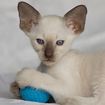 Сиамский котенок, девочка, шоколад-пойнт