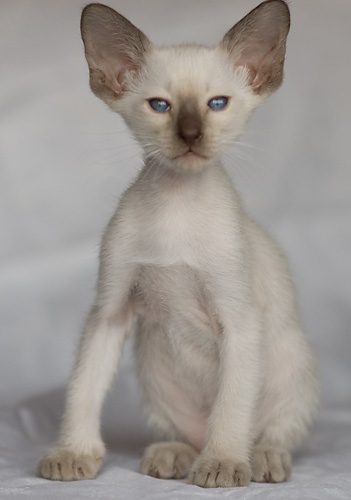 Сиамский котенок, девочка, шоколад-пойнт