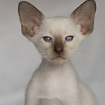 Сиамский котенок, девочка, шоколад-пойнт