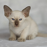 Сиамский котенок, девочка, шоколад-пойнт