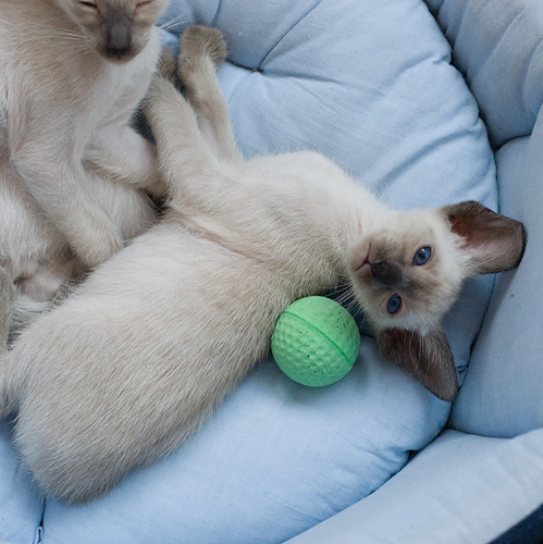 Сиамский котенок, девочка, сил-пойнт