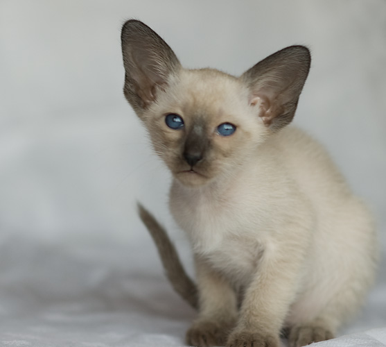 Сиамский котенок, девочка, сил-пойнт