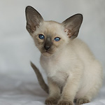 Сиамский котенок, девочка, сил-пойнт